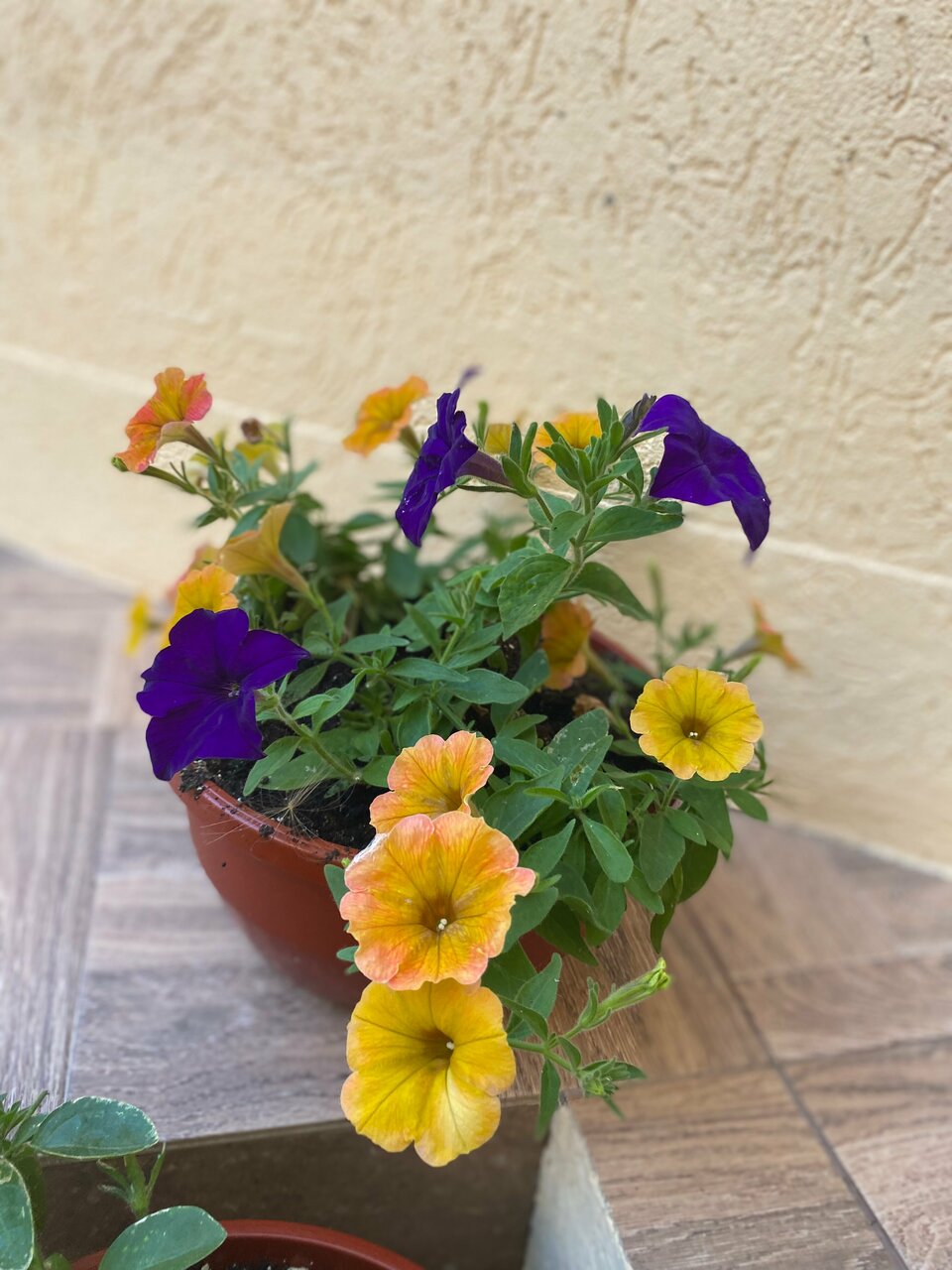 Гостиница Константинополь Витязево-58